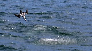 Northern Gannets Dive Bombing for Fish (with slow motion segment)