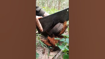 unbelievable sprouted coconut peeled, chopped, sliced crunchiest crunchy feeling great moment