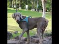 Strong dog?You need more than a basic harness.