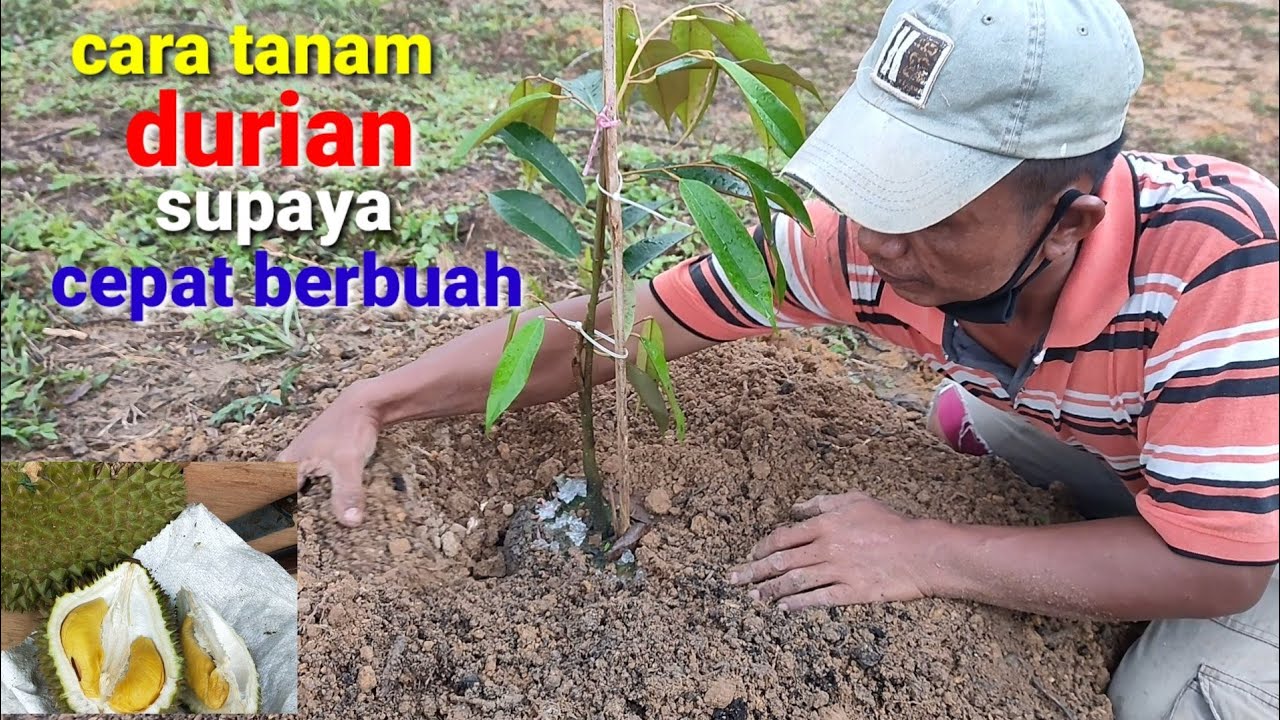 🔴 cara menanam durian supaya cepat berbuah⁉️ durian tupai king 