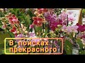 #ОРХИДЕИ💮:обзор двух чудесных магазинов между грозами!👻😁🤘