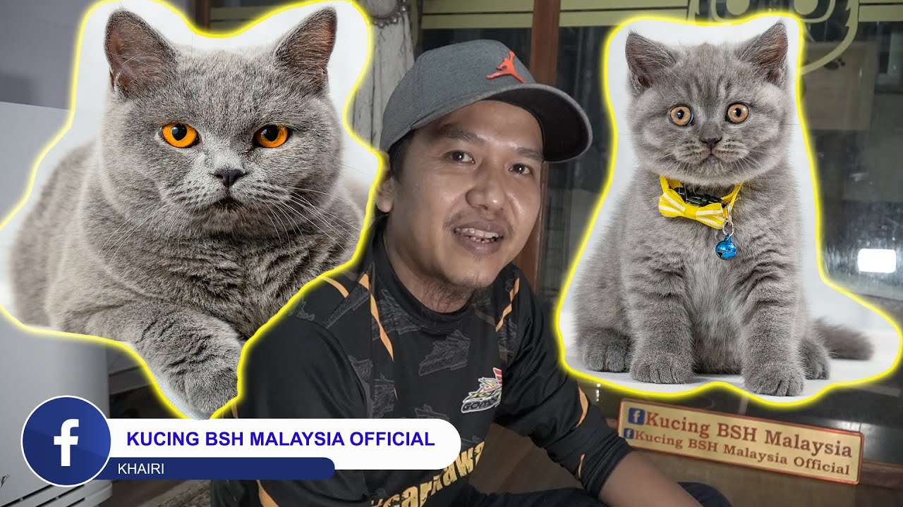 Sahabat Kucing Admin Kucing BSH Malaysia Official
