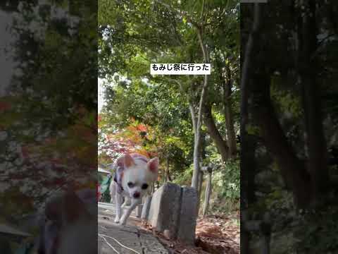 紅葉神社⛩のもみじ祭に行ったよ　#紅葉　#紅葉八幡宮　#福岡