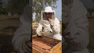 العكبر من وسط الخلية ⚫️?la  propolis dans la ruche