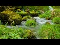No Music - 3 Hours of Relaxing Mossy Stream
