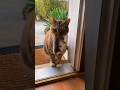 Opened My Door And Found This Momma Cat Waiting... 😭😭 #shorts #cat #viralvideo