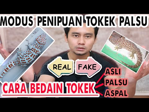 Modus Penipuan Tokek | Bedanya Tokek Asli Palsu & Aspal!