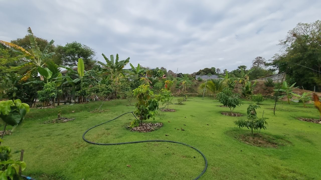 อยู่บ้านสวนฝนตกแต่หัวปีเลย ชุ่มชื้นดี