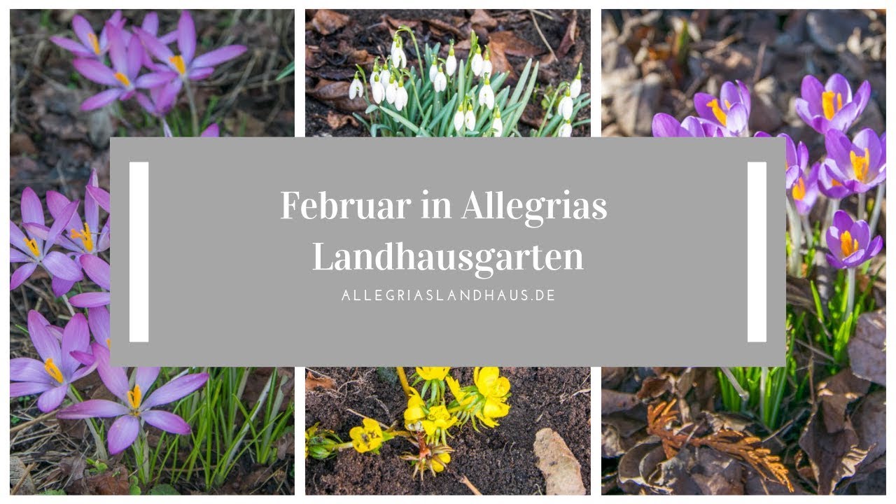 Frühling im Februar- Rundgang im Vorgarten