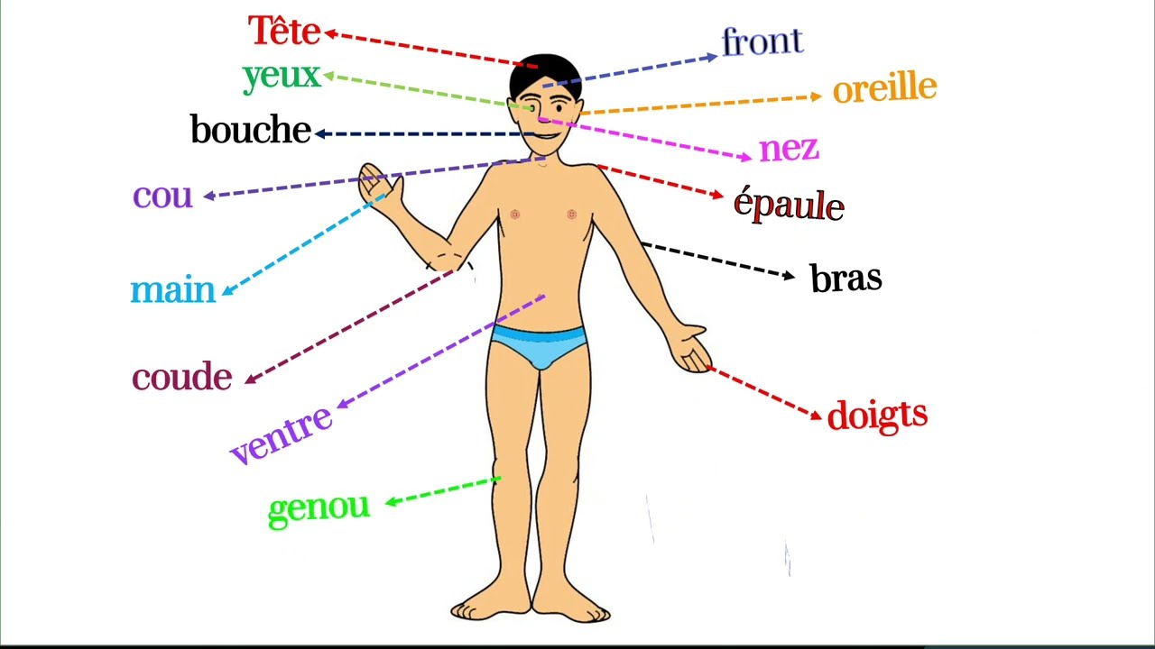Le corps humain en français