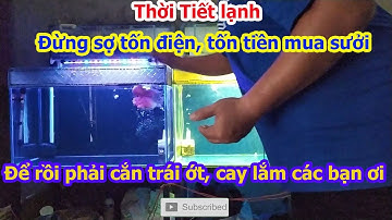 Cá la Hán Ximachao P31 : Thời tiết lạnh đừng quên bật sưởi để không thôi phải cắn trái ớt như mình
