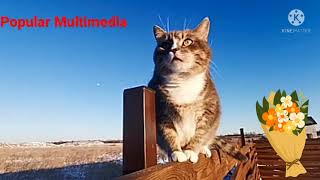 How To Upload A Video On Youtube. Funny Cute-Pets Popular Multimedia Youtube Channel.