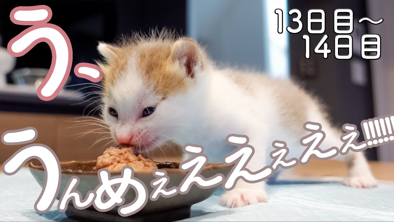 【１３・１４日目③】初めての離乳食にうまうまが止まらない子猫【ぐんぞー日記】保護猫ミルクボランティア