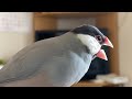 居ない人を呼び続ける文鳥  あずき　Java sparrow