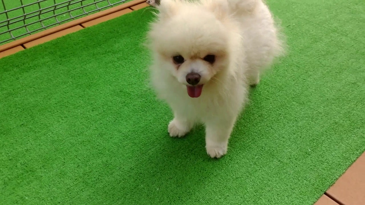 犬用スロープ Youtube