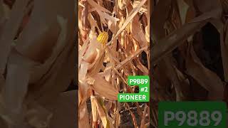 P0710 P9300 P9889 P9911 #corteva #farming #corn #pioneer #cornseed #agriculture #maize #seed #agro