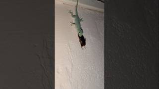 Lizard🦎Vs🪳Cockroach ||The Lizard Eating Cockroach #shorts #short #insects #animals