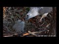 ~ Sydney White-bellied Sea-Eagle - Udane karmienie , pisklaki najedzone ~