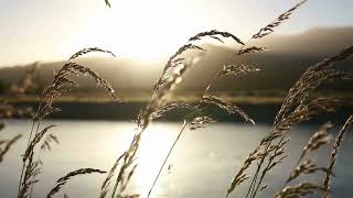 Peaceful Nature Ambient Soundscape | Solstice Dawn Meditation with Soft Tones