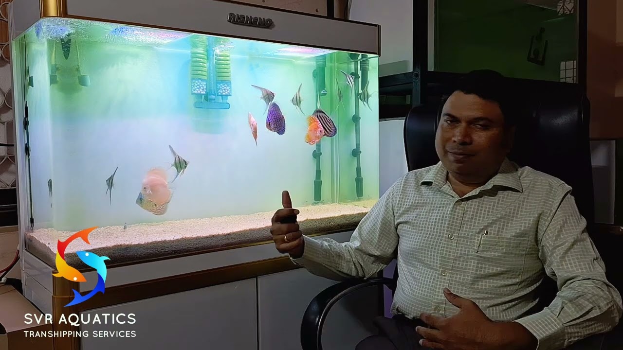 Quality Discus Fish : Rare Discus Fish Strains for Online Sale