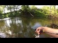 Крупный голавль малой реки. Large chub of small rivers.