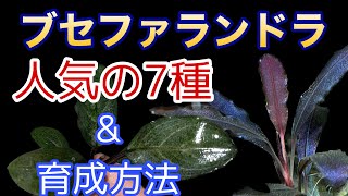 ブセファランドラ】人気7種と育成のコツ - YouTube