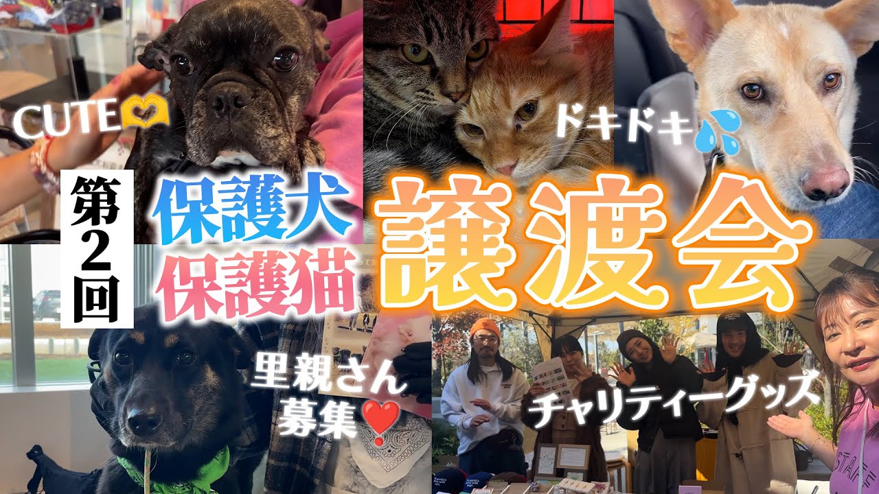【さかがみ家主催】保護犬猫譲渡会のようすをお届け！参加団体さんのご紹介も♪
