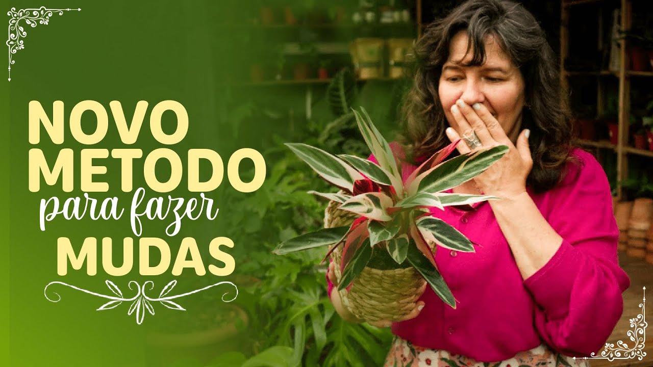 MARANTA TRICOLOR o melhor método para fazer mudas