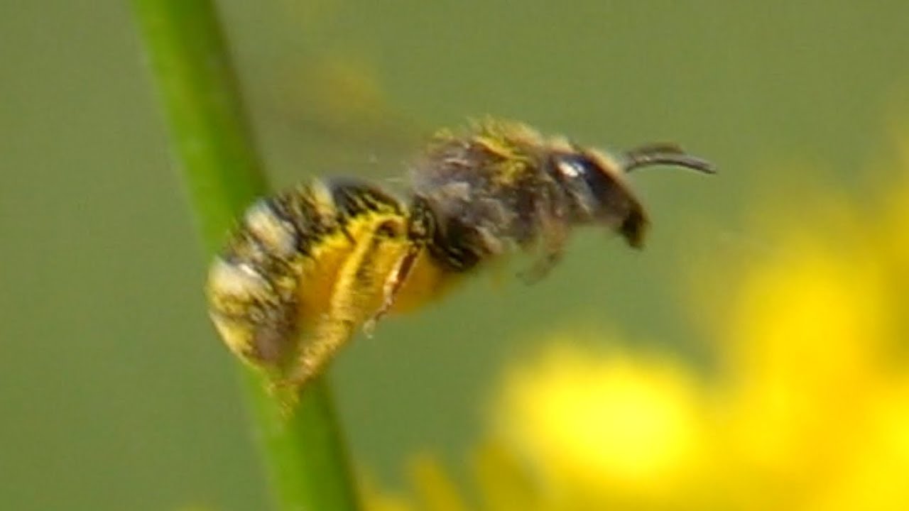 blütenpflanzen unterrichtsentwurf Wild bee collects pollen. Wildbiene sammelt Pollen