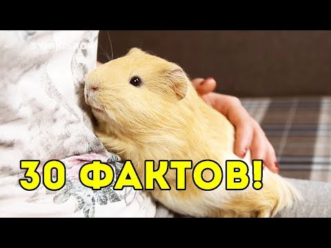 30 ФАКТОВ О МОИХ МОРСКИХ СВИНКАХ / SvinkiShow