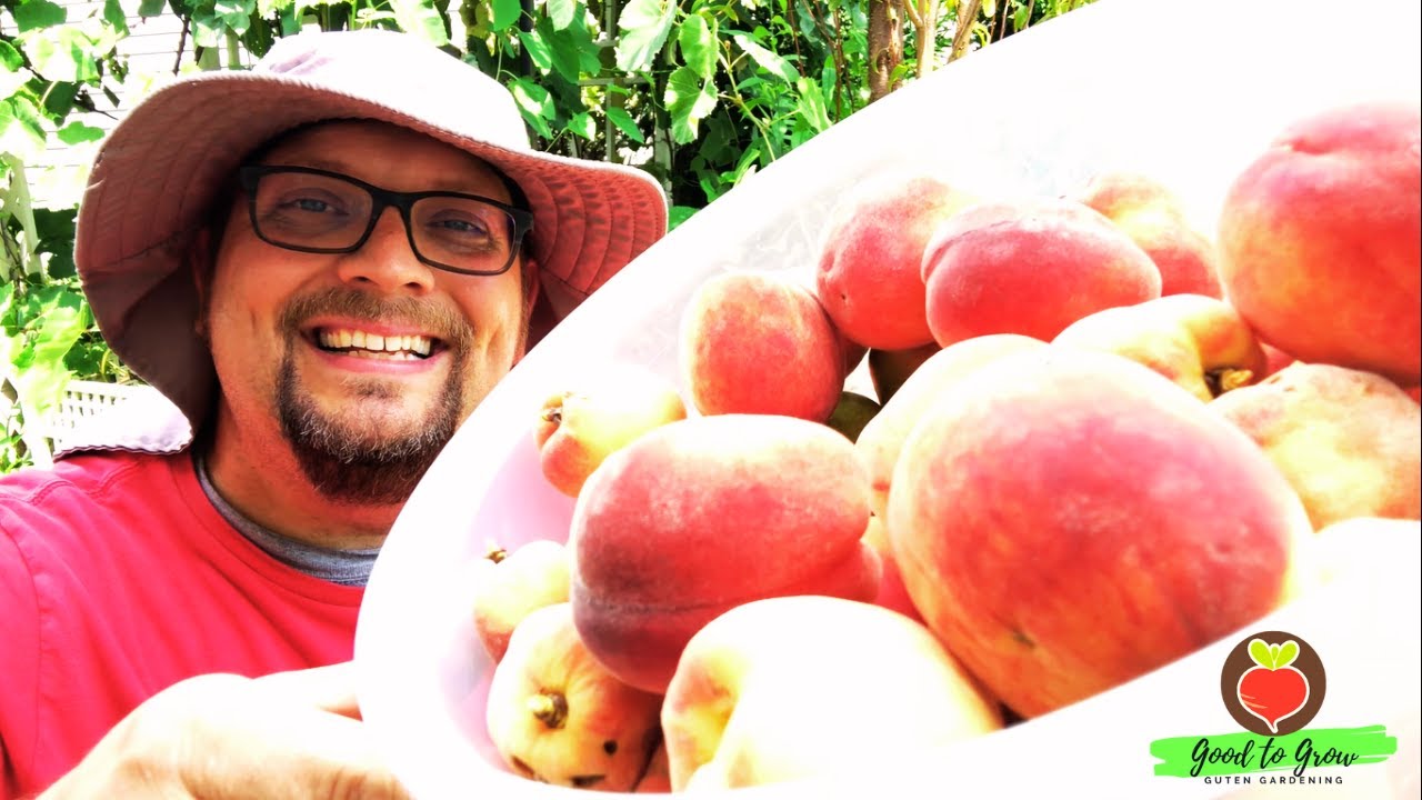 Growing Peaches in Zone 5 Our First Peach Harvest! YouTube