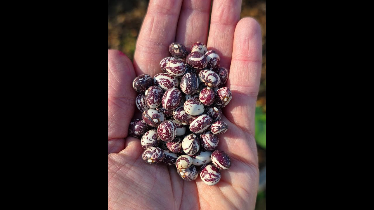 Чат о реликвиях #13