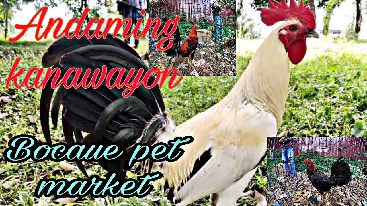 Andaming kanawayon , Bocaue pet market.