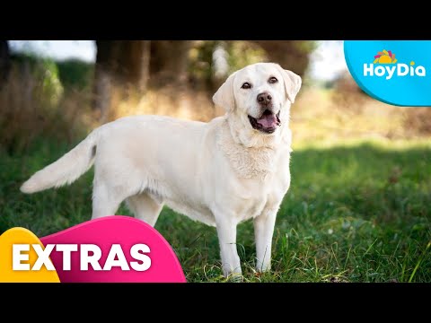 Video: Labrador Retriever es nombrado la raza favorita de Estados Unidos por 26º año consecutivo