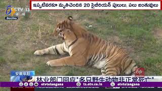 China Wildlife Park Under Probe On Deaths of 20 Siberian Tigers | 20 సైబీరియన్ పులుల మరణాలపై విచారణ