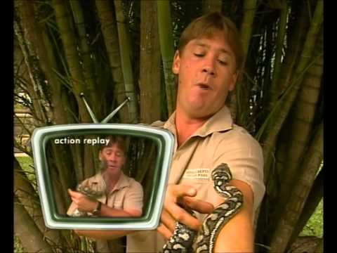 Python Bites Steve Irwin In The Face