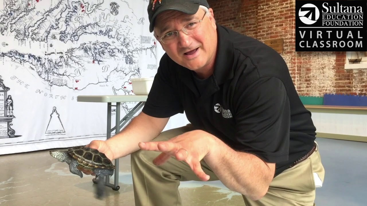 Meet Maryland's State Reptile - YouTube