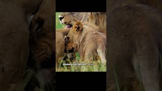 The cub approached the lioness and enraged the lion king, ultimately paying with his life.