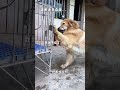 Are you polite when Zaizai Hercules applies to compete in the cage? Golden Retriever Pet Golden