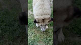 Minnoş kedi karabaş senden mama istiyor