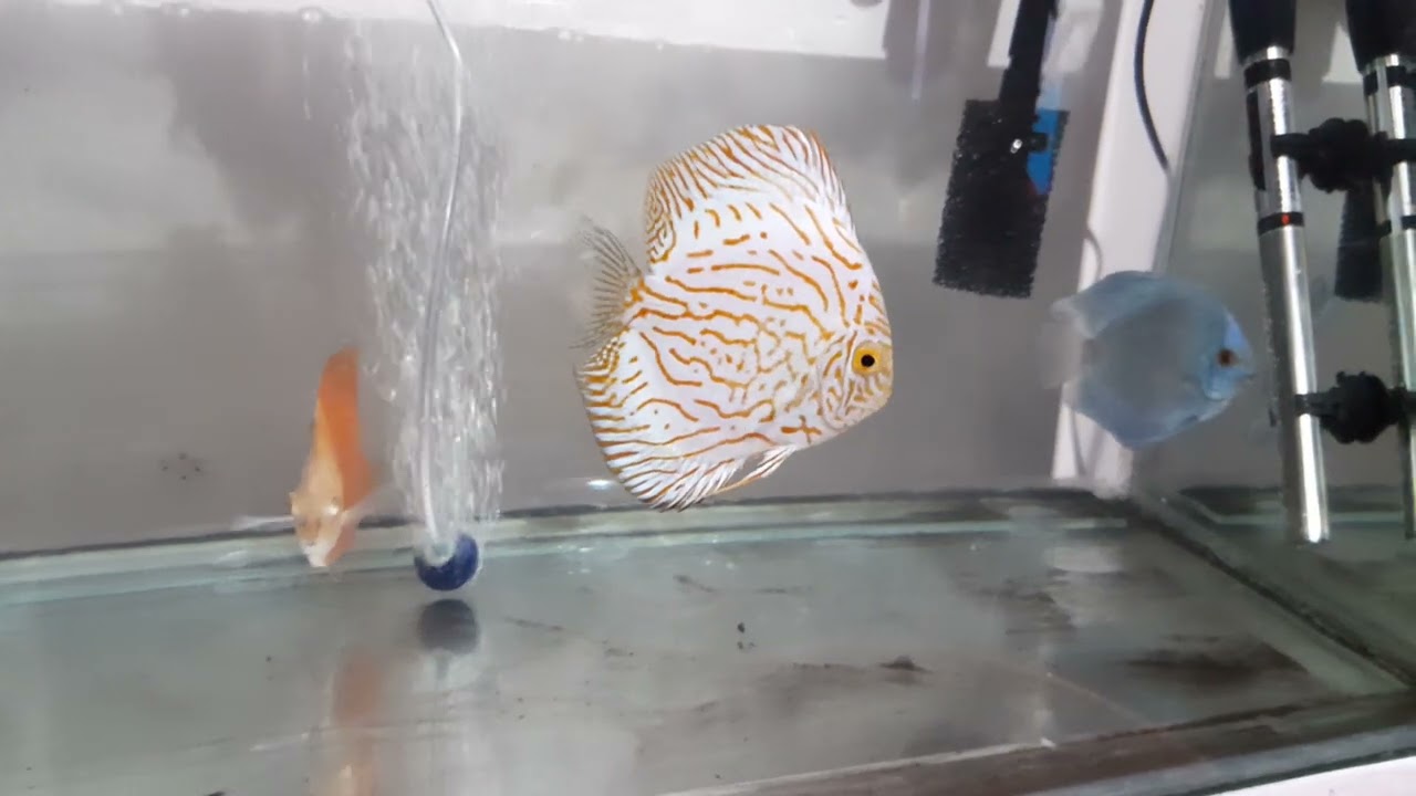 Discus fish breeding YouTube