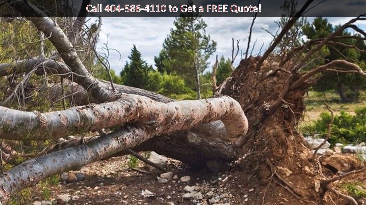 Tree Removal Atlanta | Tree Services Atlanta, GA