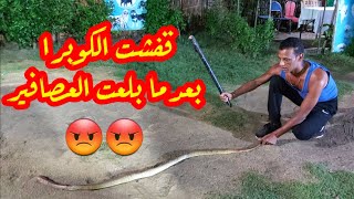 مسكت #كوبرا فى بياضه العصافير 😱 متر ونص وتوزن ٢ كيلو _ وقعت مع ابونور