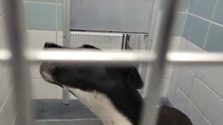 acs A687459