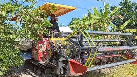 máy cắt lúa 70 binh tóc bánh 9 hàm 95 thùng 93 hợp số 102 cắt lúa rất lẹ tập44 #maibangtv