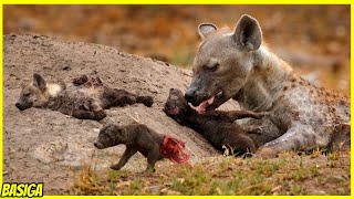 MENYERAMKAN! Induk hyena menangis saat anaknya mati!! 9 PERTARUNGAN BINATANG BUAS BRUTAL DI SAVANA