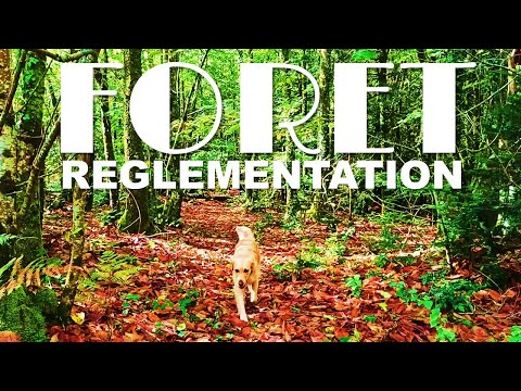 Vidéo: Comment Enregistrer Une Forêt Pour La Construction