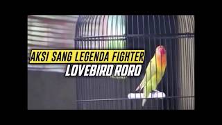 MASTERAN LOVEBIRD FIGHTER DURASI PANJANG LOVEBIRD RORO