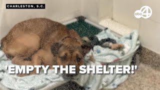 'Holiday of Hope' aims to empty the shelter at the Charleston Animal Society