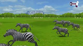 Animals The Africa Home, jungle animals, African Safari 4k, zebra, animal attacks, animals